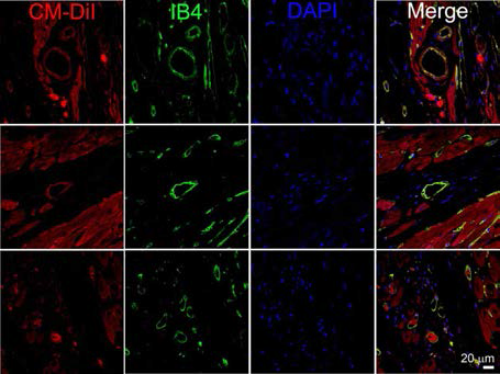 In vivo differentiation into microvascular endothelial cells of transplanted minipig-derived cardiac stem cells