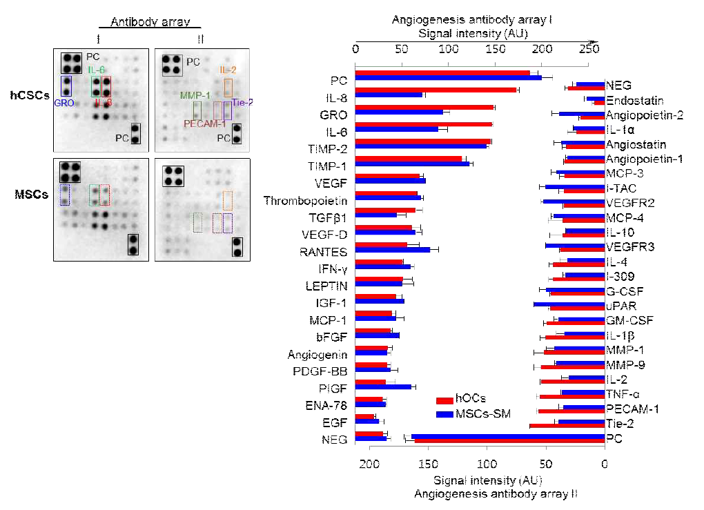 Antibody array assay for determining secretory ability of cardiac stem cells derived from adult myocardium