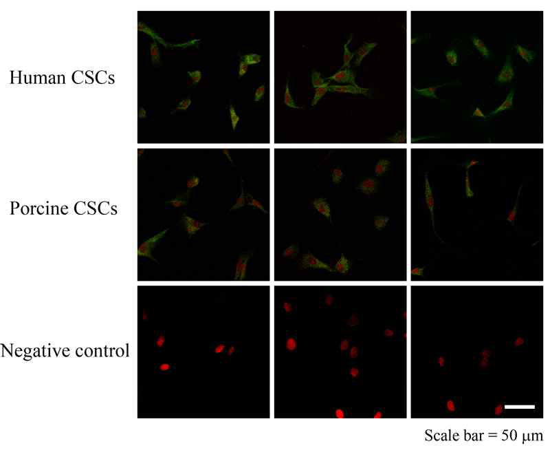 The expression rate of CD172 in cardiac stem cells derived from the human and porcine myocardium