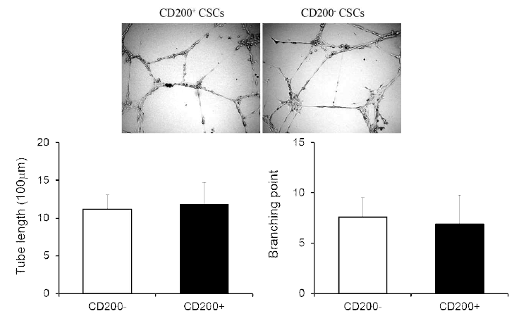 In vitro capillary-like network formation of human cardiac stem cells according to CD200 expression