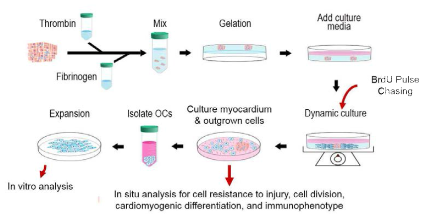 Schematic diagram of isolation and expansion of cardiac stem cells based on hydrogel-supported 3-dimension myocardial culture