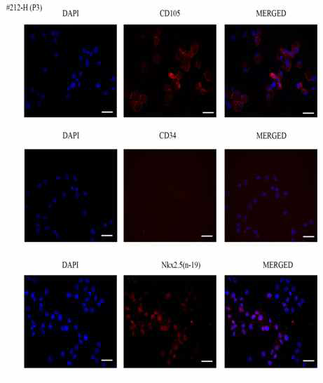 The expression level of cardiomyocyte-specific factor and CD105 in iGMP-grade cardiac stem cells derived from the adult myocardium