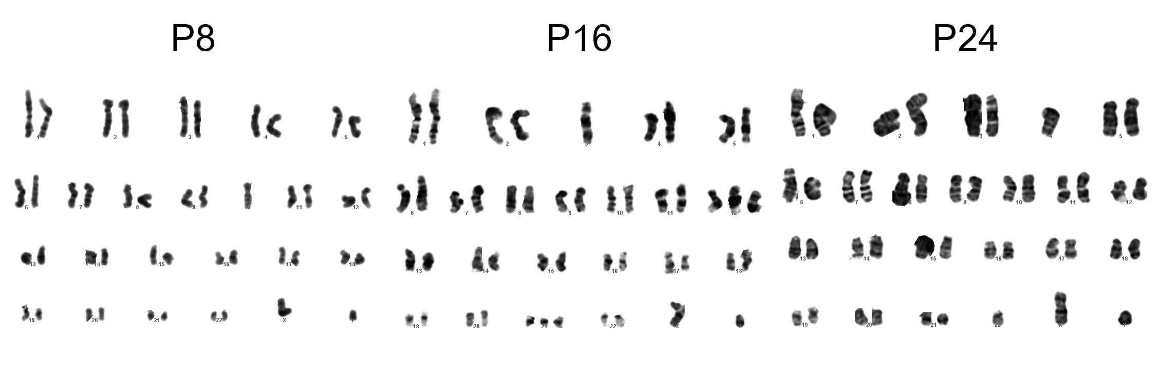 The karyogram of cardiac stem cells isolated from patient-derived myocardium at passage 8, 16, and 24 showing 46, XY