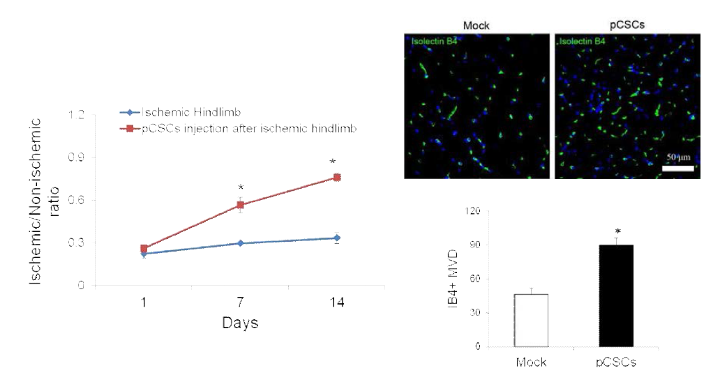 Proangiogenic role of minipig cardiac stem cells in ischemic hindlimb model of nude mouse