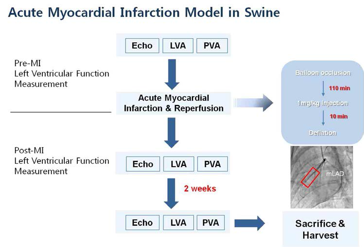 Swine model에서의 급성허혈성심부전 질환모델 제작 및 평가