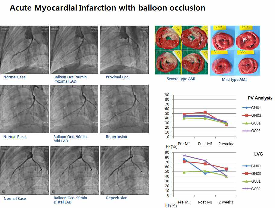 Swine AMI model 에서의 functional hemodynamic analysis 확립