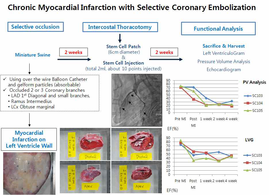 선택적 심근색전술을 이용한 대동물 만성심부전 모델 확립