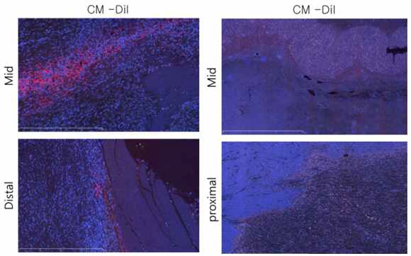 pCSCs 재생 유도체 형광 염색을 통한 cell tracing