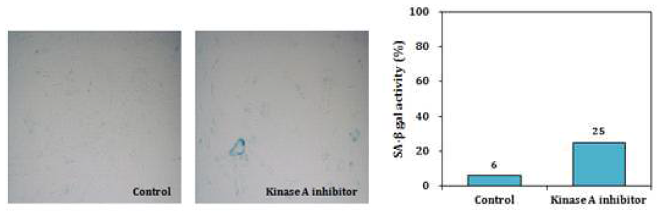 Kinase A inhibitor related to senescence