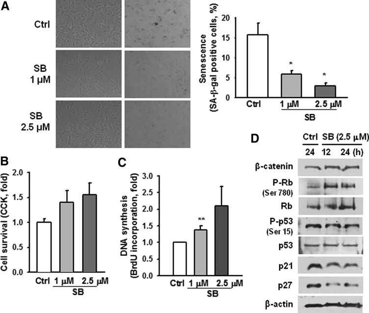 Glycogen synthase kinase 3β (GSK-3β) inhibitor retards the progression of senescence in MSCs