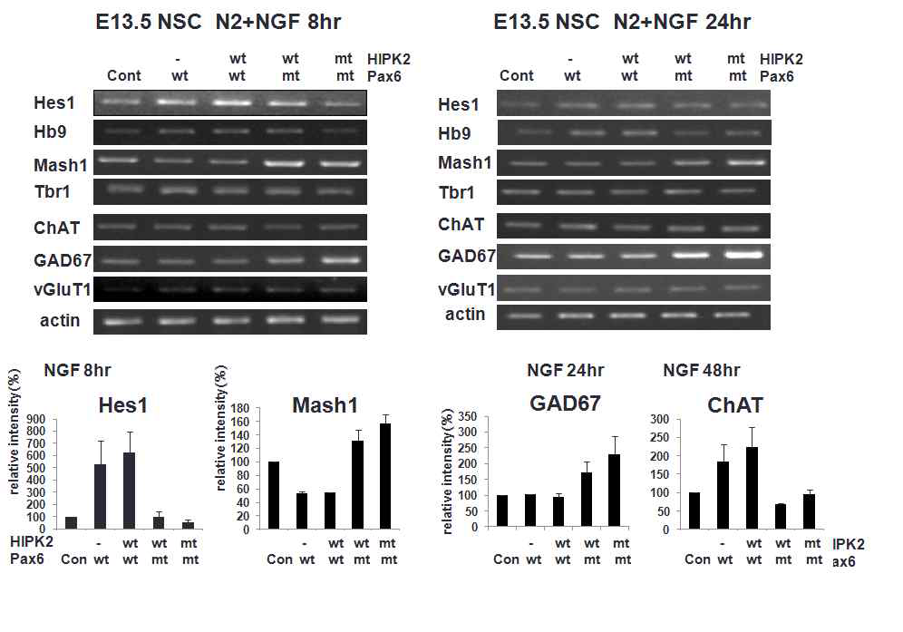 pax6/HIPK2에의한 전사인자 발현과 세포 종류 표지자 발현 변화: GABA성 세포와 콜린성 세포 분화