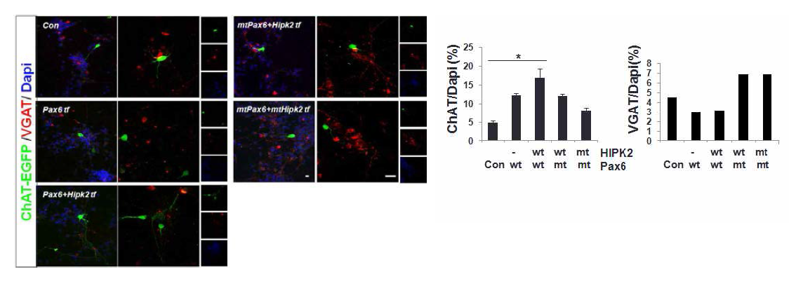 ChAT-GFP 형질전환쥐 NSC을 1차 배양하고 pax6mt, hipk2mt 과발현한 후 GABA성 세포분화 증가