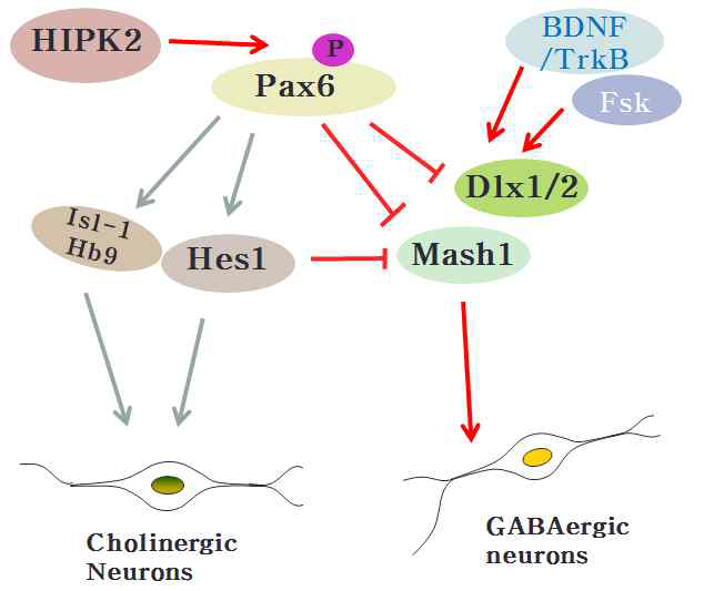 GABA성 세포 분화 가설: BDNF와 Forskolin은 Dlx1/2, Mash1 전사인자 발현을 증진하여 GABA성 세포분화를 촉진함