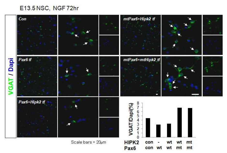 흰쥐 배아 E13.5에 NSC를 배양하고 Pax6, HIPK2 wt, mt로 transfection후 분화 시킴