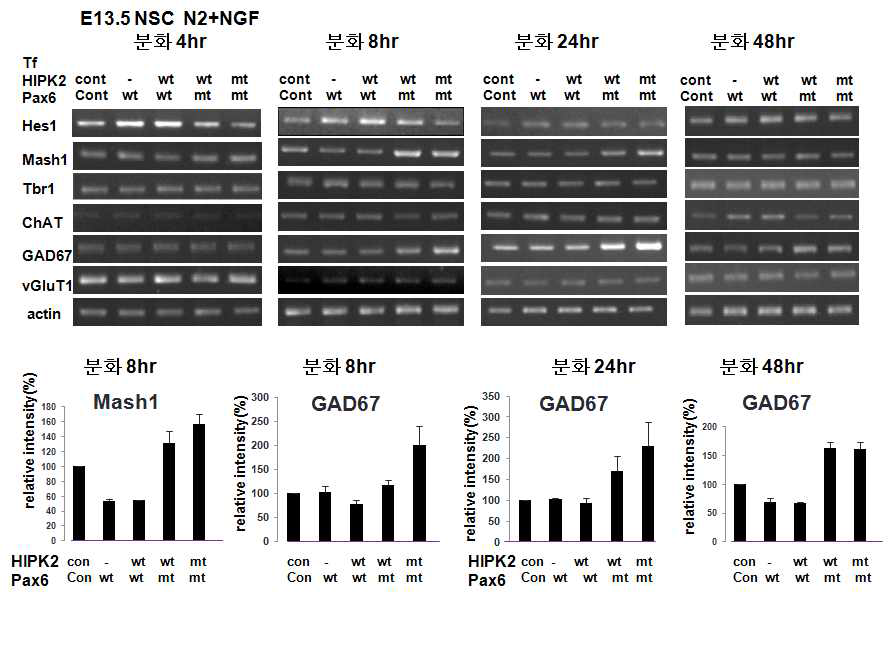 흰쥐 배아 E13.5에 NSC를 배양하고 Pax6, HIPK2 wt, mt로 transfection후 4, 8, 24, 48시간동안 분화시킴