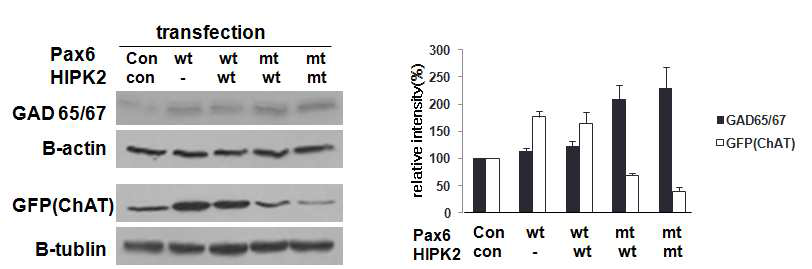 흰쥐 배아 E13.5에 NSC를 배양하고 Pax6, HIPK2 wt, mt로 transfection한후 분화시키고 immunoblot함 Pax6, HIPK2 wt에 의해 ChAT 증가하고, mt에의해 GAD-GABAergic neuron 표지자 증가함