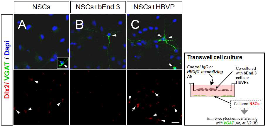 가바성 신경세포 분화과정에서 NSC niche 영향