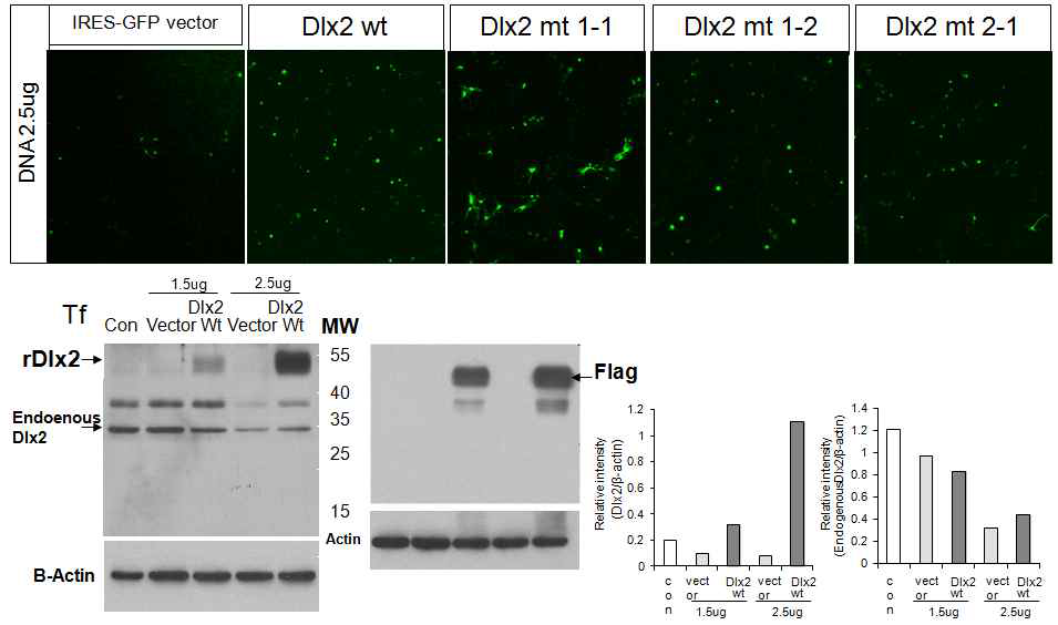 Dlx2 cDNA를 pFlag-IRES-GFP vector에 cloning하고 흰쥐 배아 E16 해마의 NPC에 transfection하여 분화후 GFP발현 조사함