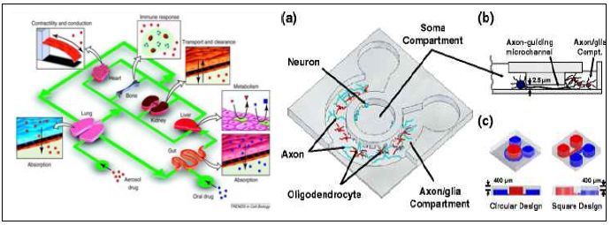 ‘Human-on-a-chip”, ‘organs-on-chips”개념과 microfluidic compartmentalized CNS neuron co-culture platform