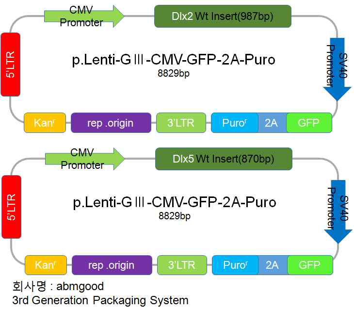 Dlx2, Dlx5를 제조한 Lentiviral system