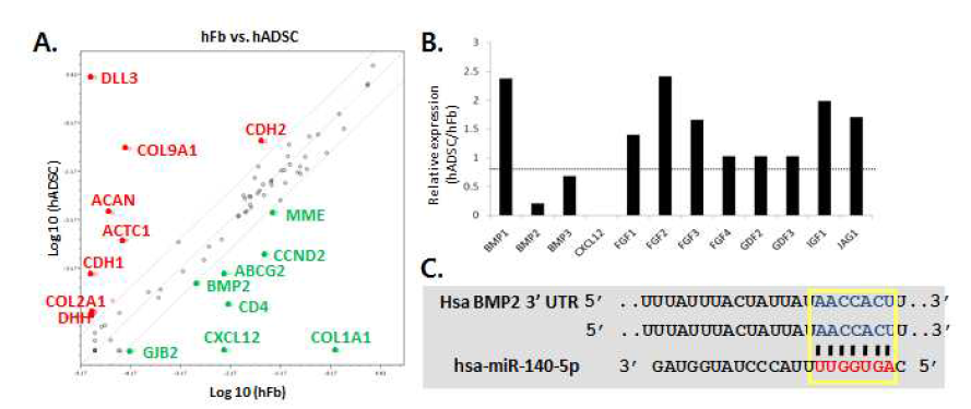 hADSC에서 특이적으로 발현되는 MicroRNA의 표적 유전자 동정