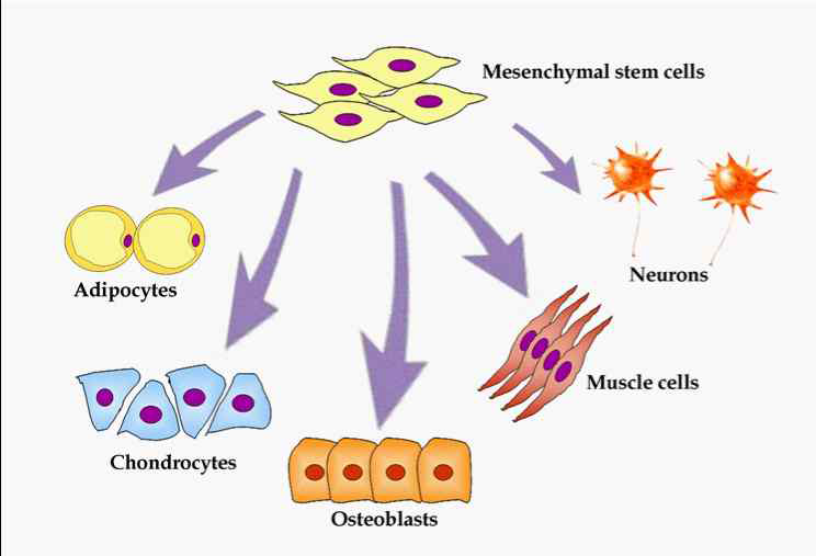 선체줄기세포의 분화능