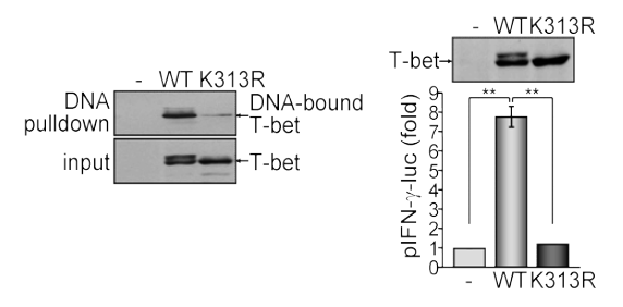 T-bet 유전전사인자의 DNA 결합력 조절 기전