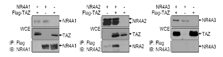 신경세포 분화 조절유전자와 TAZ 상관성 연구