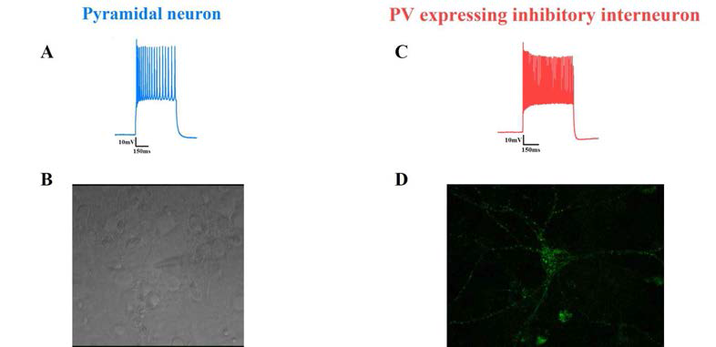 대뇌피질 배양세포 중 pyramidal neuron과 parvalbumin expressing inhibitory interneuron의 Current clamp whole cell recording