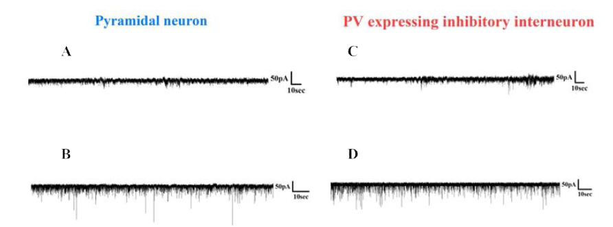대뇌피질 배양세포의 pyramidal neuron과 parvalbumin expressing inhibitory interneuron의 voltage clamp whole cell recording
