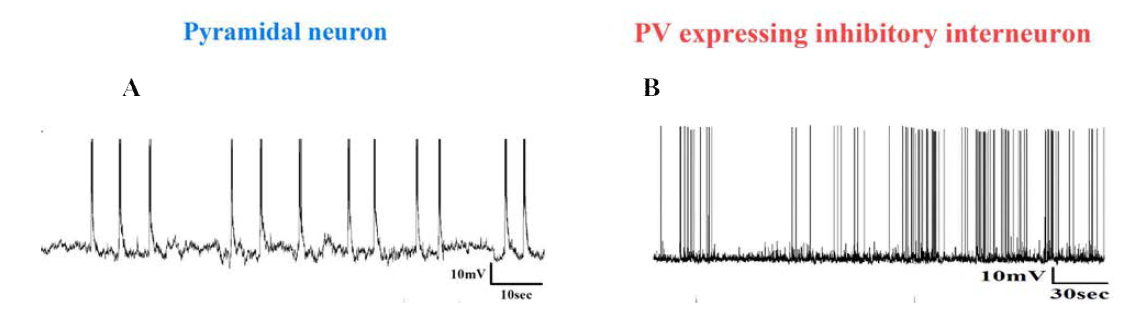 Pyramidal neuron과 parvalbumin expressing inhibitory interneuron의 자발적 흥분성 (spontaneous firing) 기록
