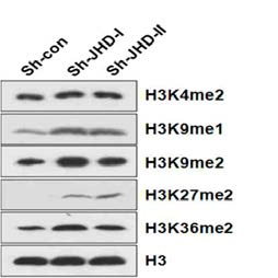 JHD knockdown시 histone methylation 변화