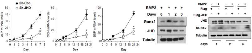 조골세포 분화 시 RUNX2, JHD mRNA 및 단백질 발현