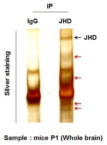 Assay of JHD interacting proteins