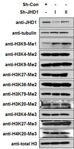 Status of Histone methylation in the Sh-JHD1 cells