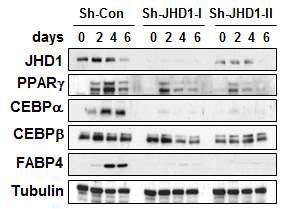 Knock-dwon effect of JHD1 in ADSC