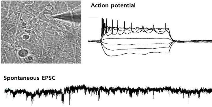 분화한 신경세포의 패치클램프를 이용한 활동전위 분석