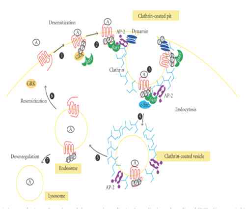 Endocytosis of GPCR