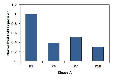 AD-MSC decreased Kinase A expression