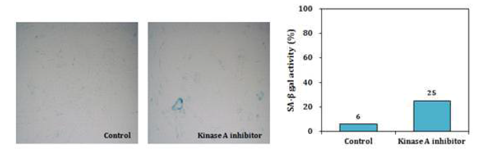 Kinase A inhibitor related to senescence