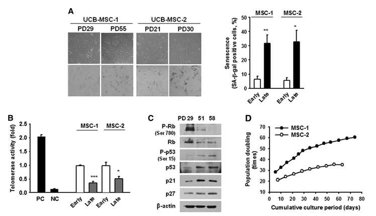 Umbilical cord blood derived mesenchymal stem cells(UCB-MSCs) undergo cellular senescence during culture expansion