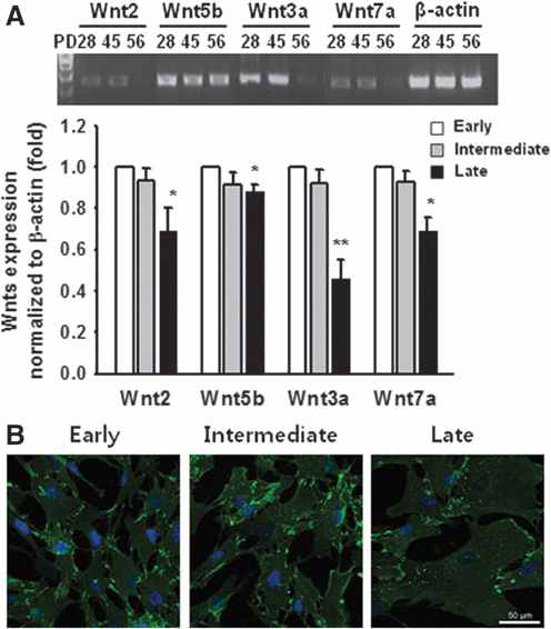 UCB-MSCs show decreased Wnt expression during the development of senescence