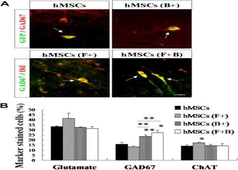 Fsk과 BDNF-ad 전처리한 hMSC를 기억손상 쥐에 이식 시 신경전달 물질의 증가: GABA성 세포 수 증가