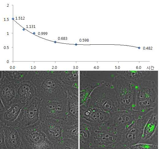 엑소좀의 세포내 유입시간 확인 및 1시간 반응(좌하), 3시간 반응(우하)의 이미지