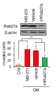 Rab27a의 발현을 저해하여 엑소좀 방출 저해 세포주 구축