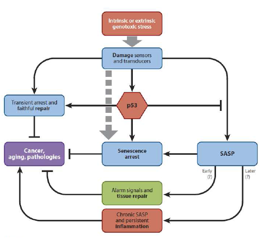 The DNA damage signaling pathway leads to the activation of the p53 tumor suppressor