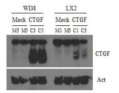 CTGF stable transfectant 구축.