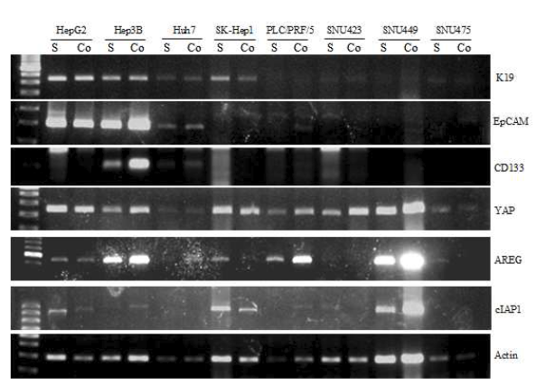 The effect of co-culture system on with HCC cells and the expression of stemness- and YAP signature-related genes