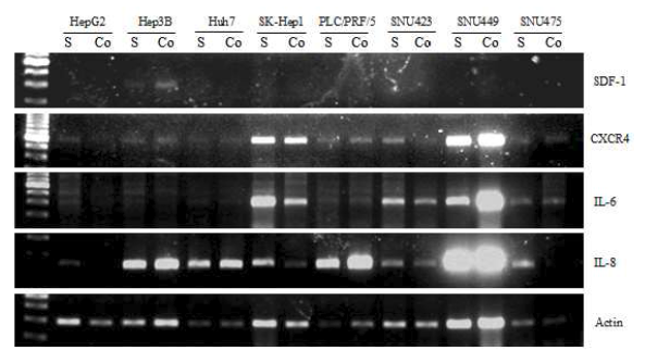 The effect of co-culture system on the expression of SASP factor genes.