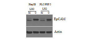 노화 세포주(L-CTGF)와의 co-culture가 간암세포의 stem cell marker (EpCAM)에 미치는 영향